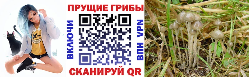 Псилоцибиновые грибы Cubensis  Змеиногорск 